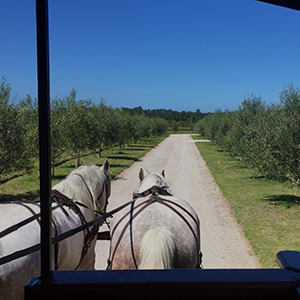 Day Trips - Wine & Dine Experience
